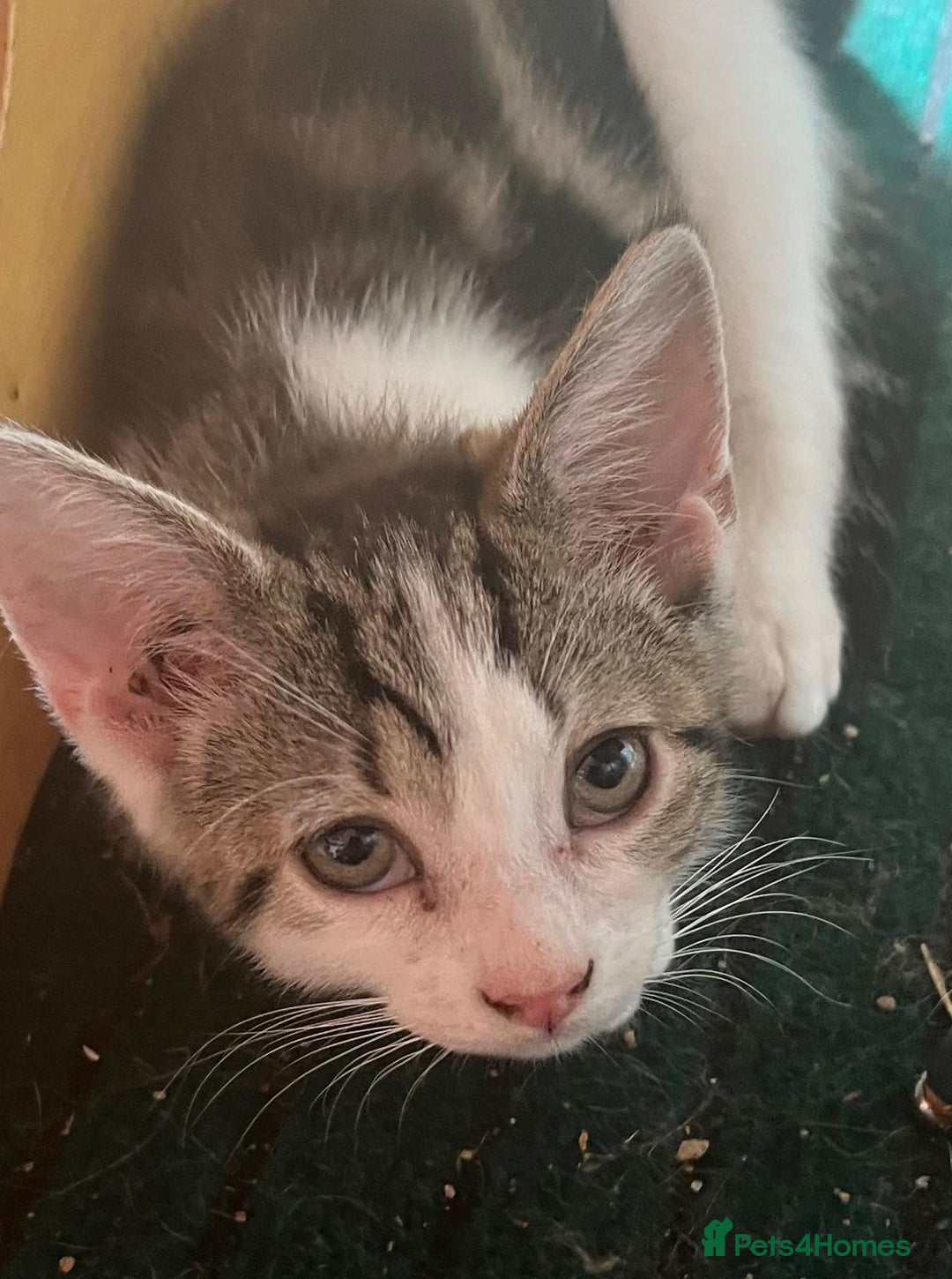 Mixed Breed cats for sale: Beautiful mixed kittens  - Image 9