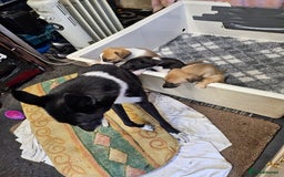 Mixed Breed dogs for sale: Lurcher puppies for sale - Image 10