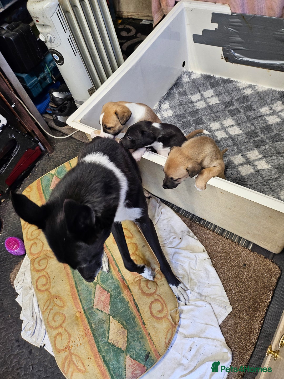 Mixed Breed dogs for sale: Lurcher puppies for sale - Image 10