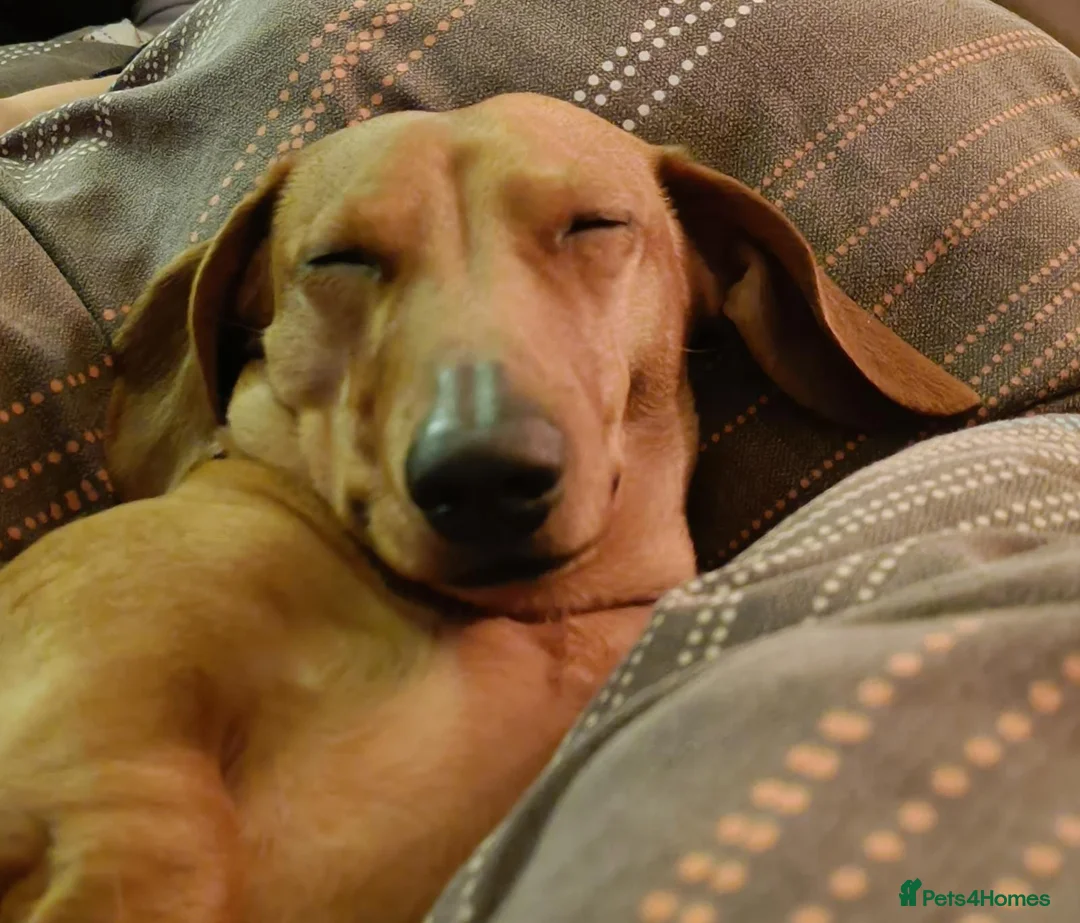 Miniature Dachshund dogs for stud: Miniature Shaded Red Dachshund for Stud PRA Clear in Faringdon - Advert 5