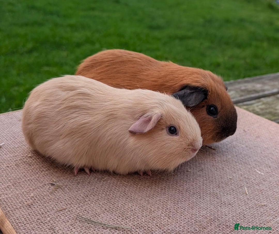 Guinea Pig rodents for sale: Beautiful Californian / self boar guinea pigs - Advert 2