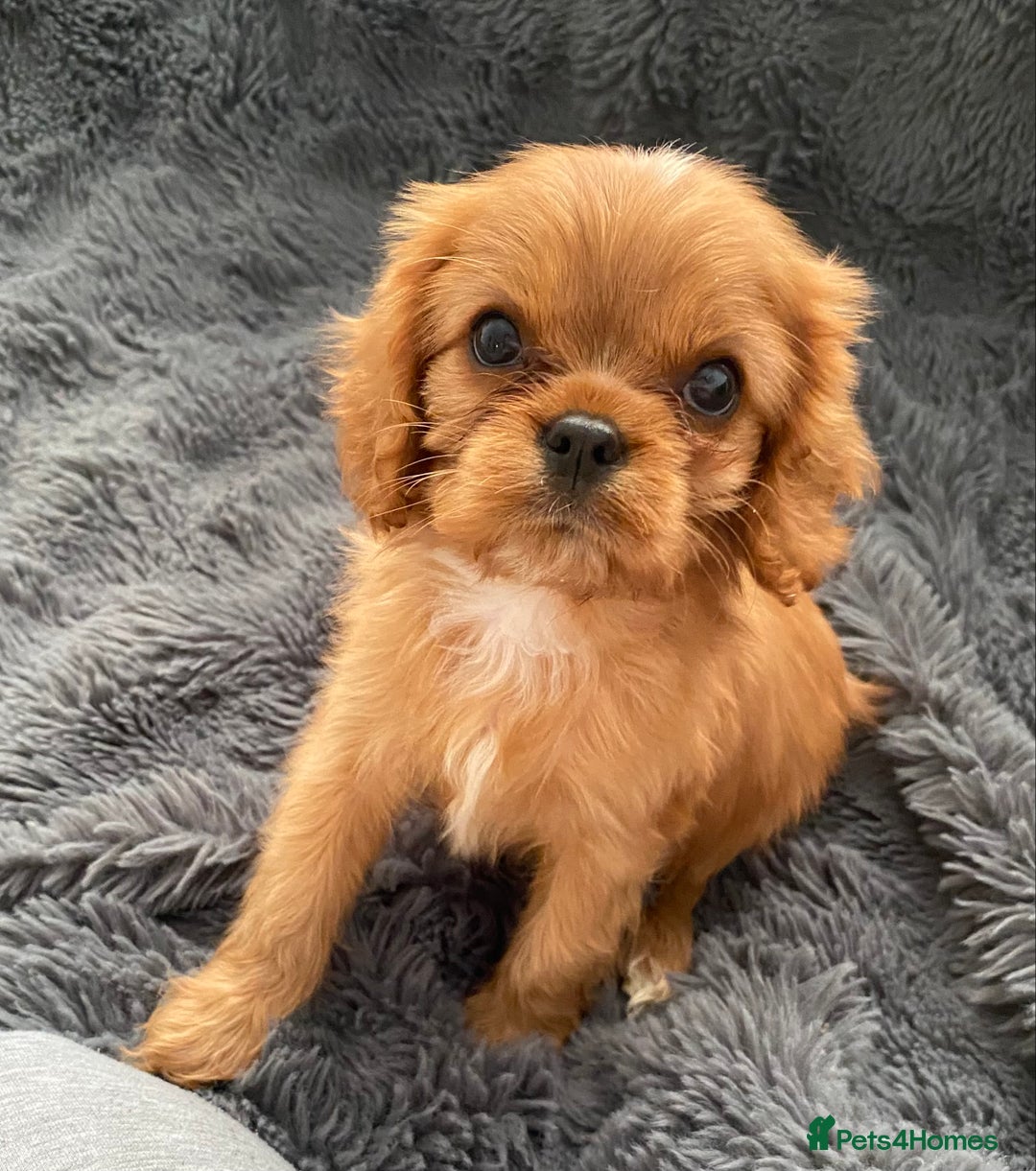 Cavalier King Charles Spaniel dogs for sale: Stunning Ruby girl available  - Image 2