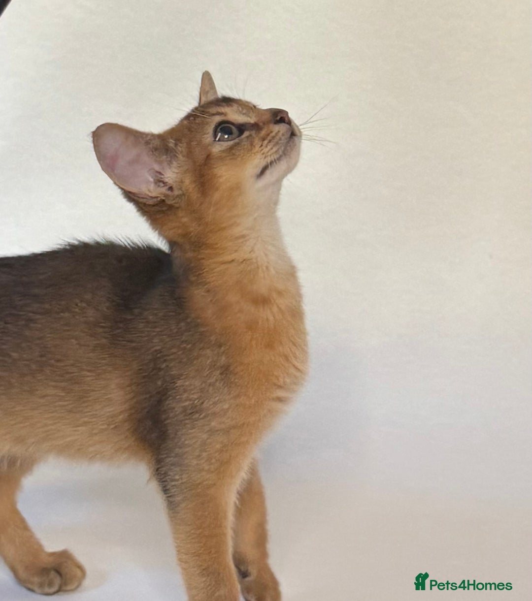Abyssinian cats for sale: Abyssinian Kitten Boy Tica Show Quality  - Advert 14