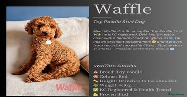 Cockapoo dogs - Advert 5