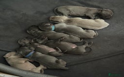 Weimaraner dogs for sale: 🐾 KC Registered Weimaraner Puppies 🐾 - Image 1