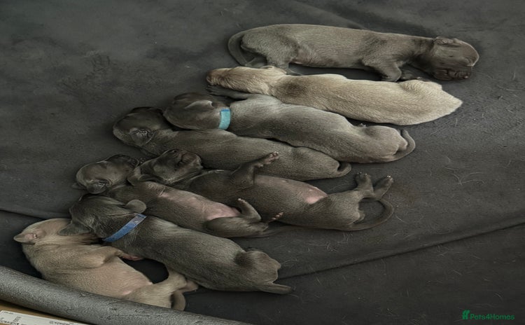 Weimaraner dogs - Advert 1