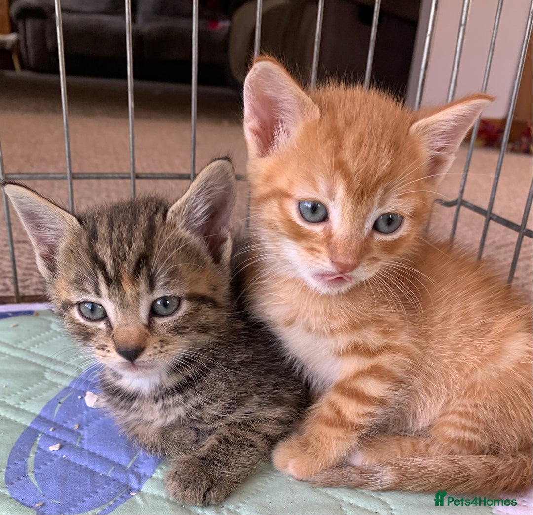 Mixed Breed cats for sale: Gorgeous Kittens Looking for New Homes  - Image 11