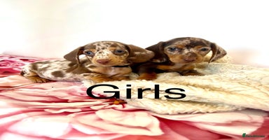 Miniature Dachshund dogs - Advert 9