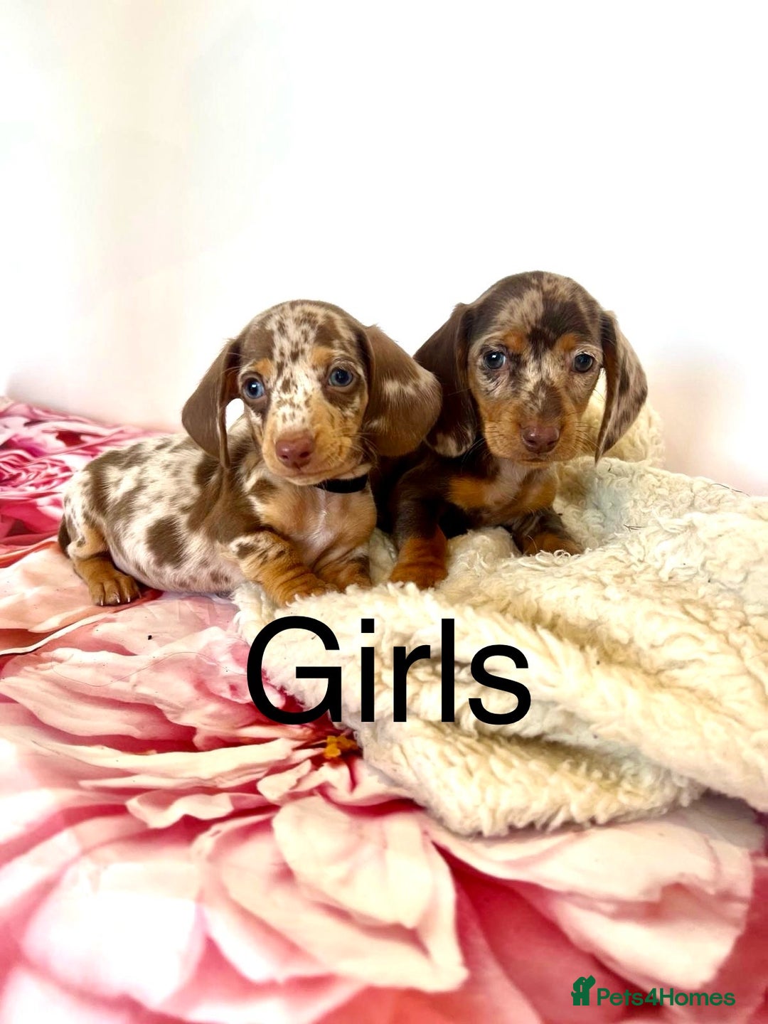 Miniature Dachshund dogs for sale: Lovely Happy Chocolate & Tan Dapple Babies  - Image 3