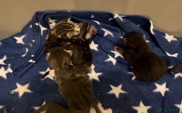 Maine Coon cats for sale: 7 beautiful kittens  - Image 7