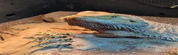 Bearded Dragon reptiles for sale: Rehoming my 11 year old bearded dragon  in Cardiff - Advert 5