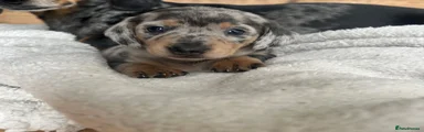 Miniature Dachshund silver dapple girl 