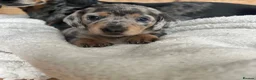 Miniature Dachshund dogs for sale: KC Registered miniature dachshund puppies  - Advert 22