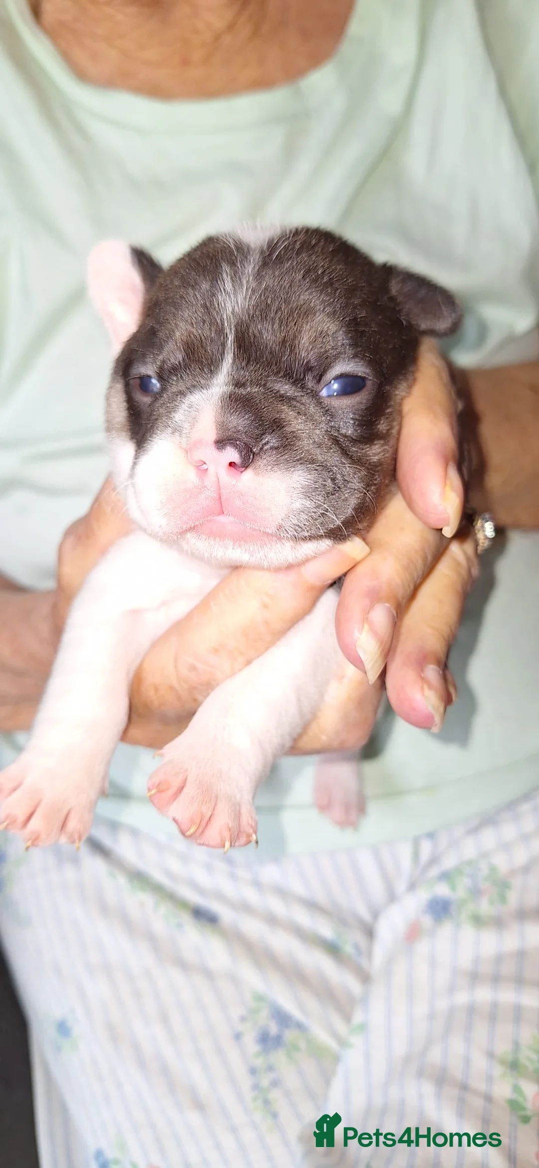 French Bulldog dogs for sale: French bulldog puppies for sale  - Advert 15