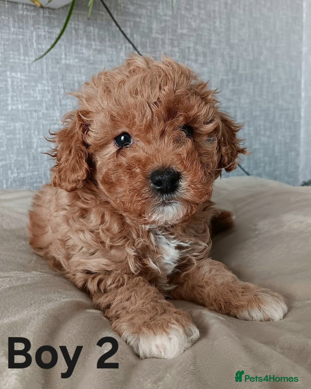 Cavapoochon dogs for sale: Stunning Cavapoochon Puppies - Advert 2