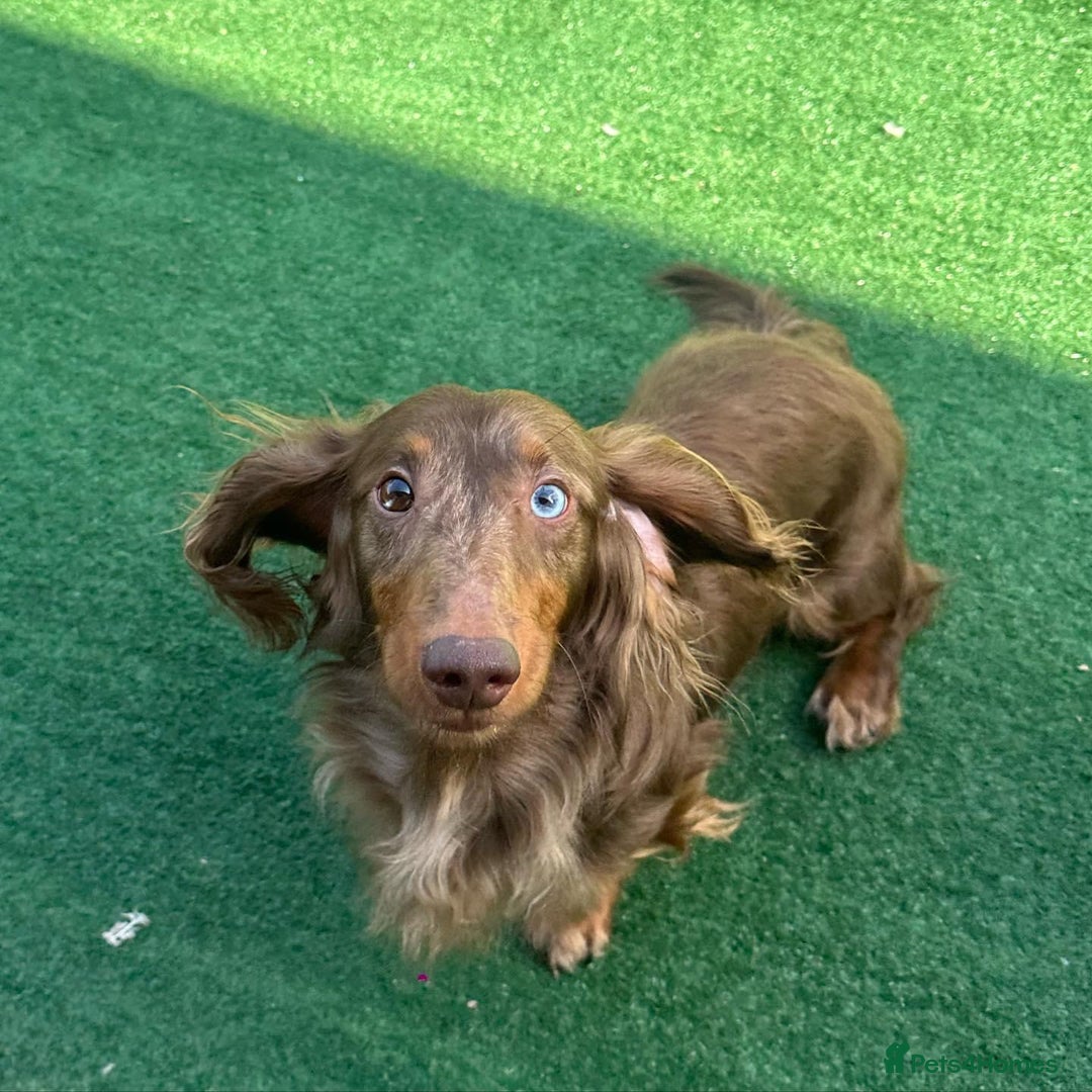 Dachshund dogs for sale: KC Registered Standard Long Hair Dachshund Puppies - Advert 14