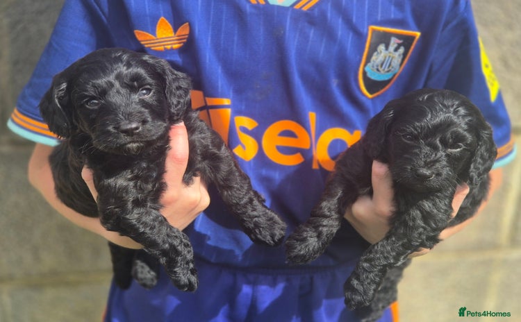 Cockapoo dogs - Advert 1