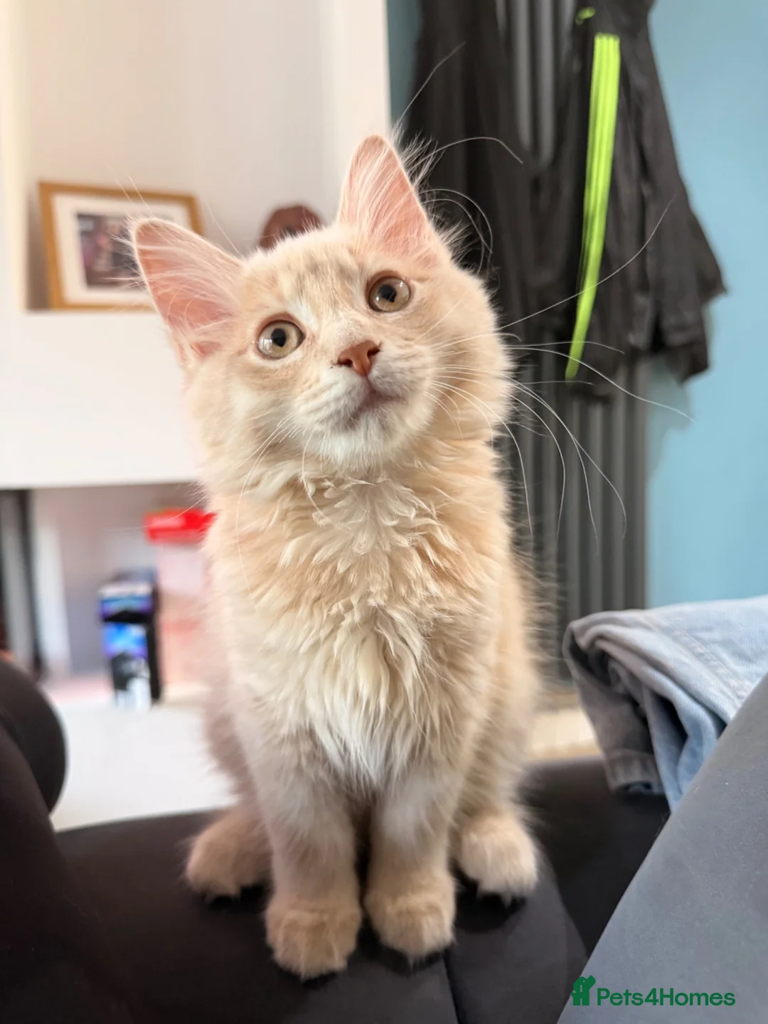 Mixed Breed cats for sale: Half Maine Coon kitten  - Advert 2