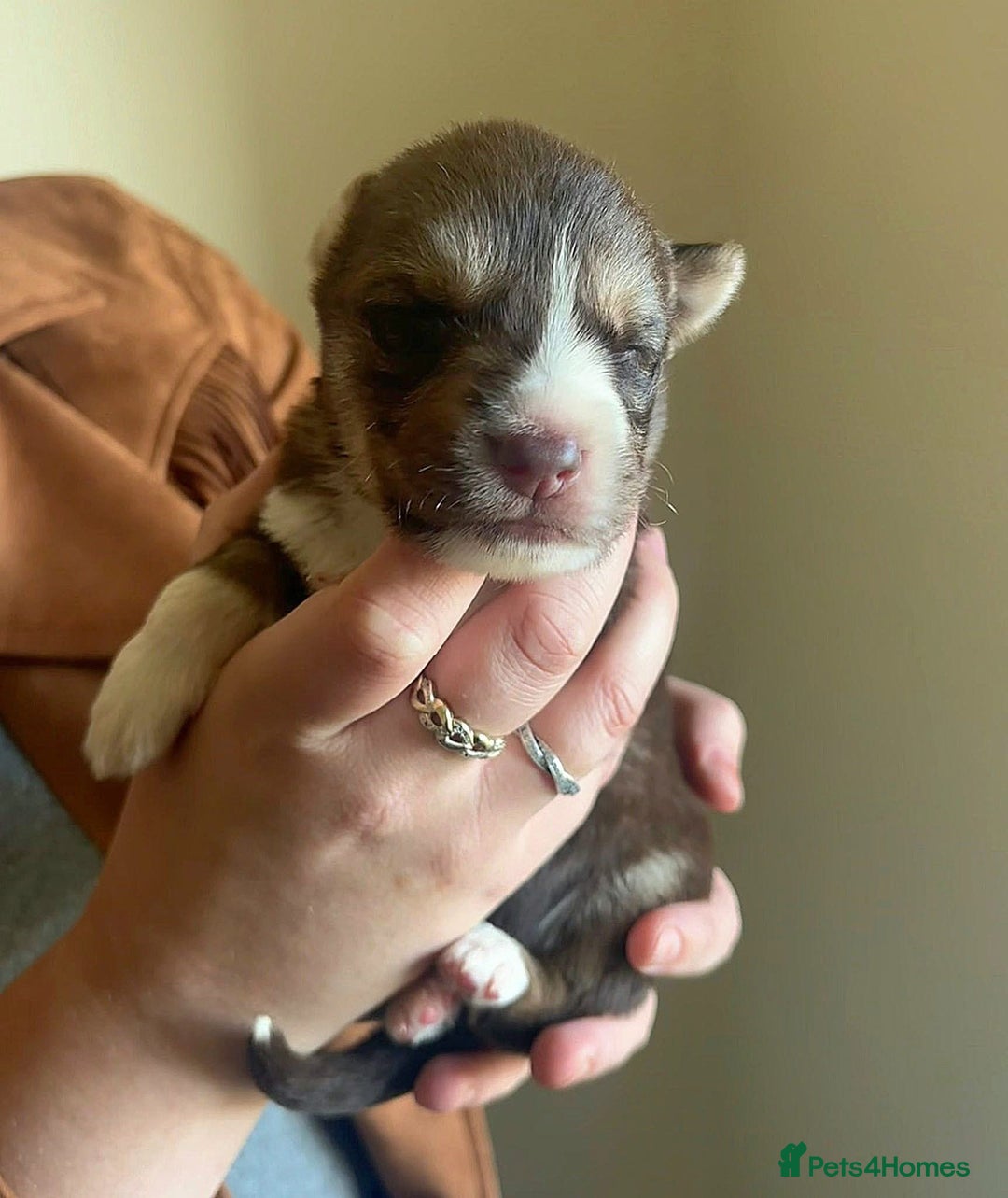 Shepsky dogs for sale: Liebherr The Shepsky - Advert 4