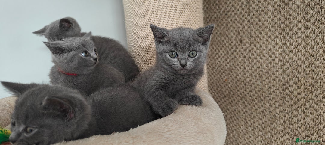 British Shorthair cats for sale: British shorthair blue/lilac kittens  - Image 25