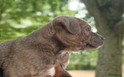 Staffordshire Bull Terrier dogs for sale: CHUNKY blue Staffordshire bull terror puppys - Image 4