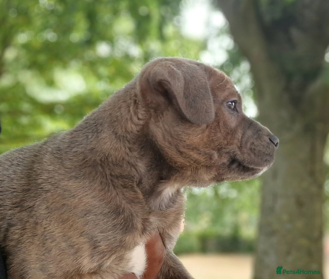 Staffordshire Bull Terrier dogs for sale: CHUNKY blue Staffordshire bull terror puppys - Image 4