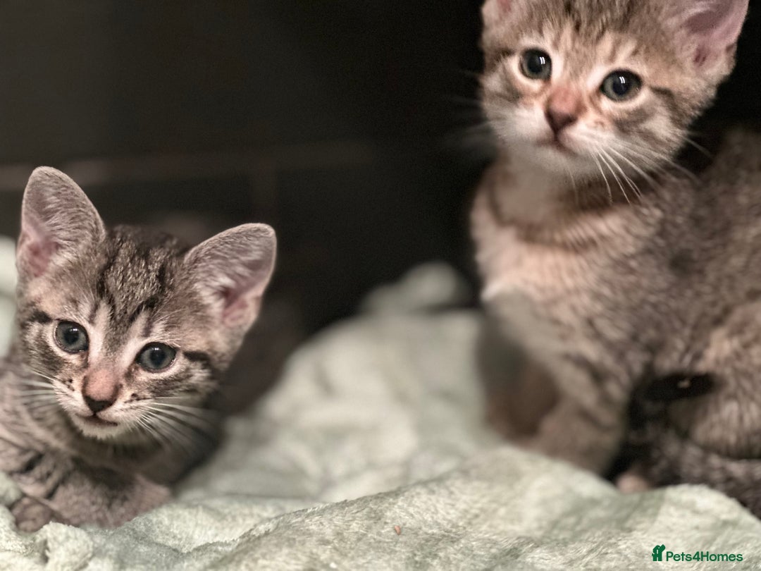 Mixed Breed cats for sale: Placid Tabby Girls  - Image 1