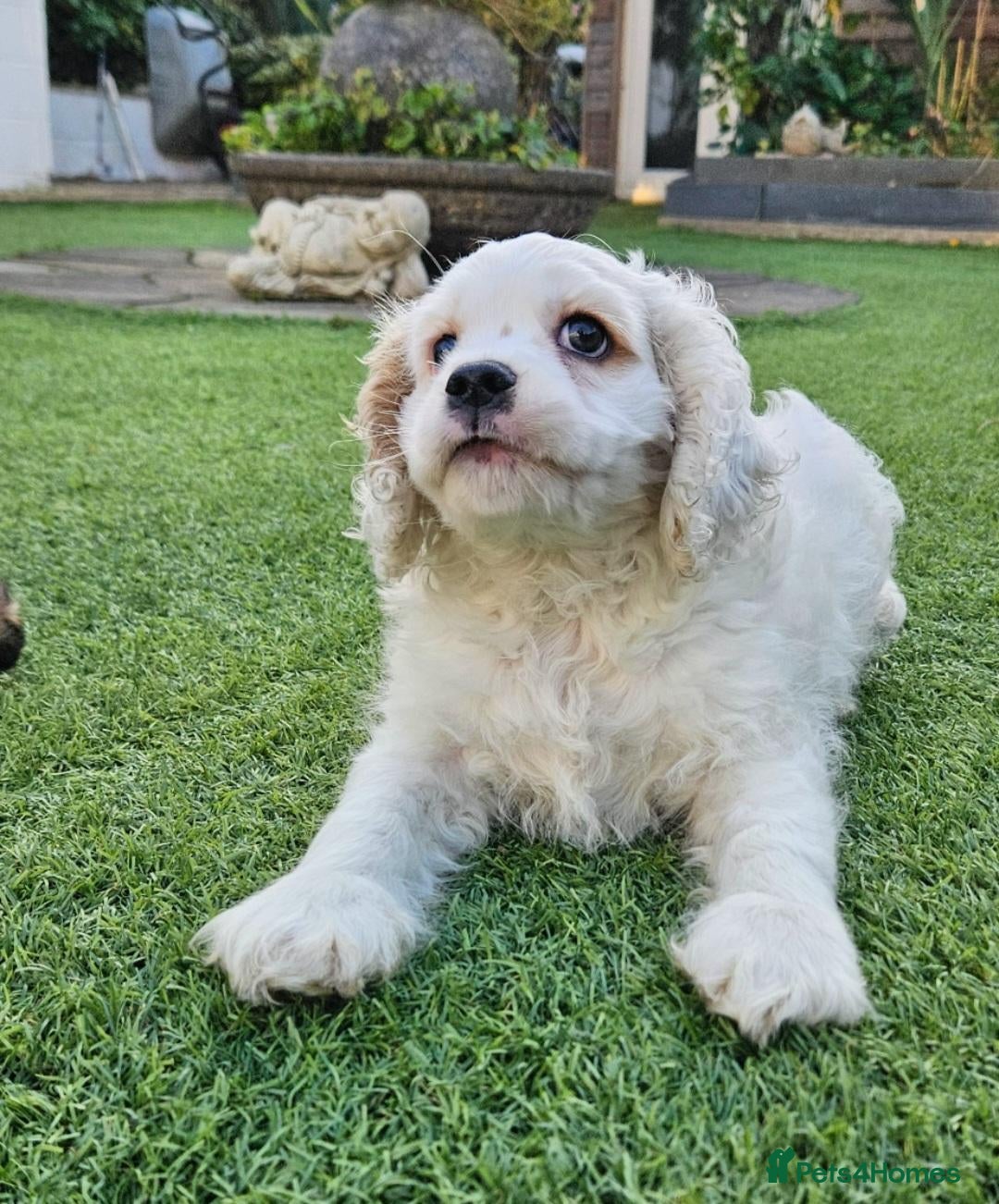 Cockapoo dogs for sale: Ready now Miniature cockerpoo puppies  - Advert 8