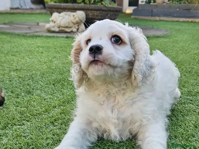 Cockapoo dogs for sale: Ready now Miniature cockerpoo puppies - Advert 7