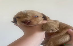 Cocker Spaniel dogs for sale: Cocker spaniel puppies for sale  - Image 13