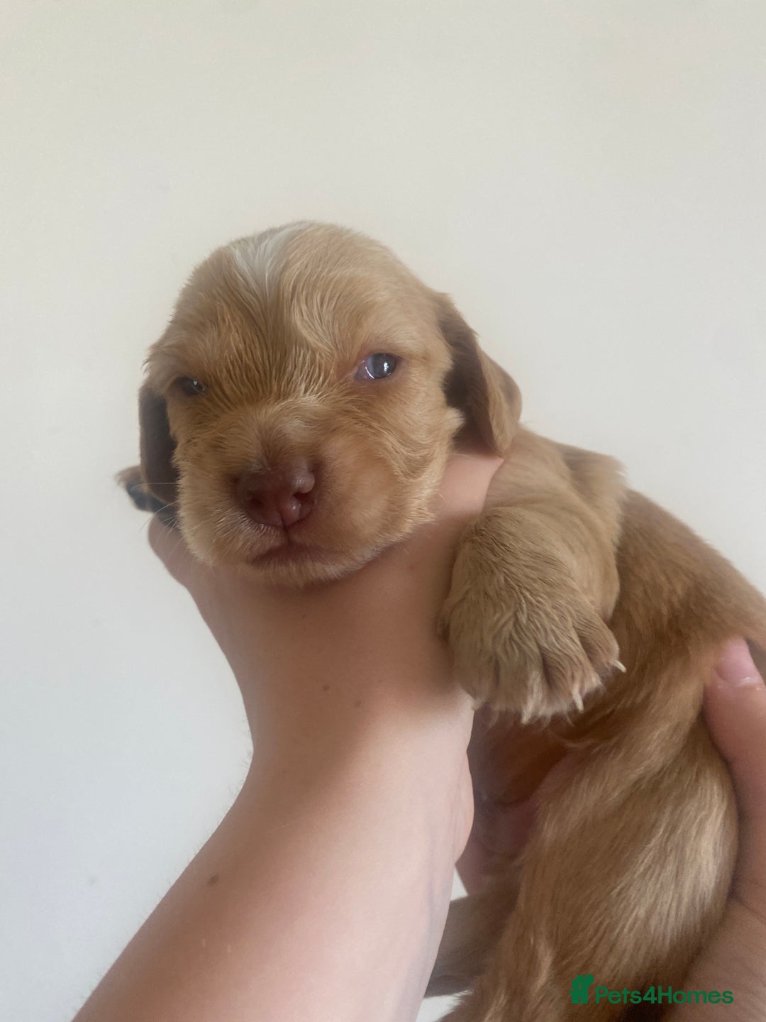Cocker Spaniel dogs for sale: Cocker spaniel puppies for sale  - Image 13