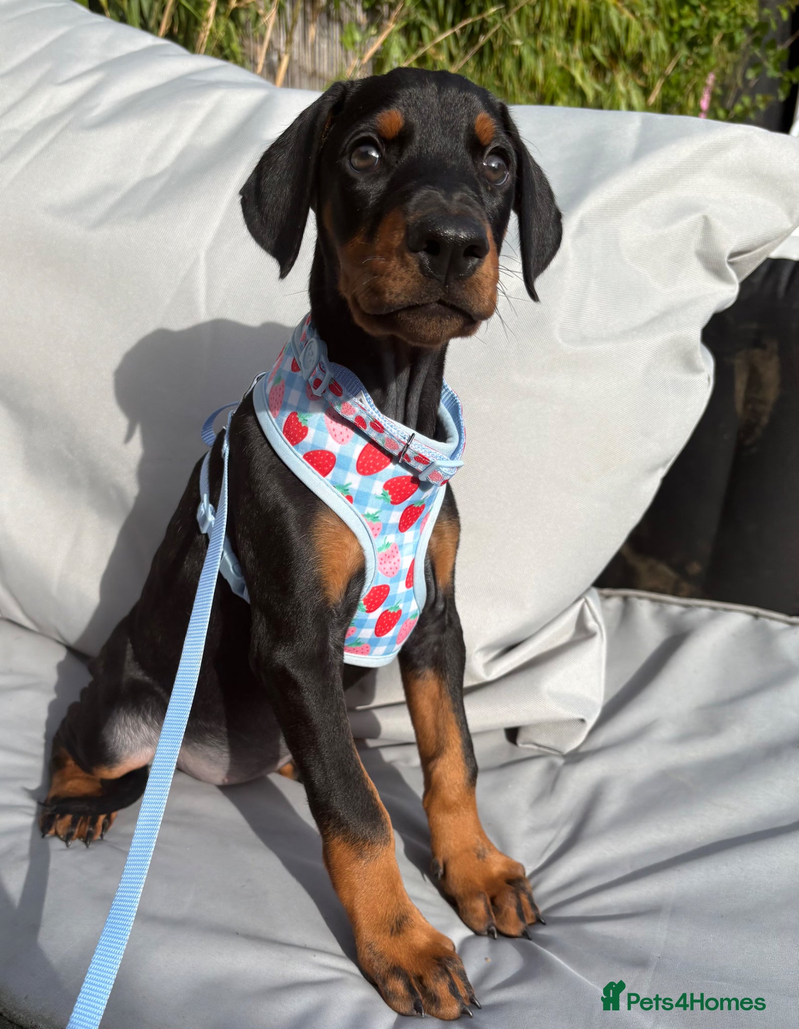 Dobermann dogs Ready now Kc Health tested Black & Tan girls  - Advert 2