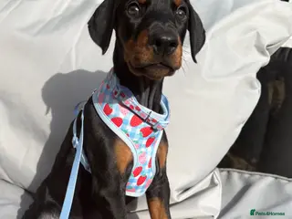 Dobermann dogs Ready now Kc Health tested Black & Tan girls - Advert 2
