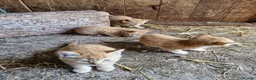 Mixed Breed cats for sale: Farm reared kittens  in Cullompton - Advert 2