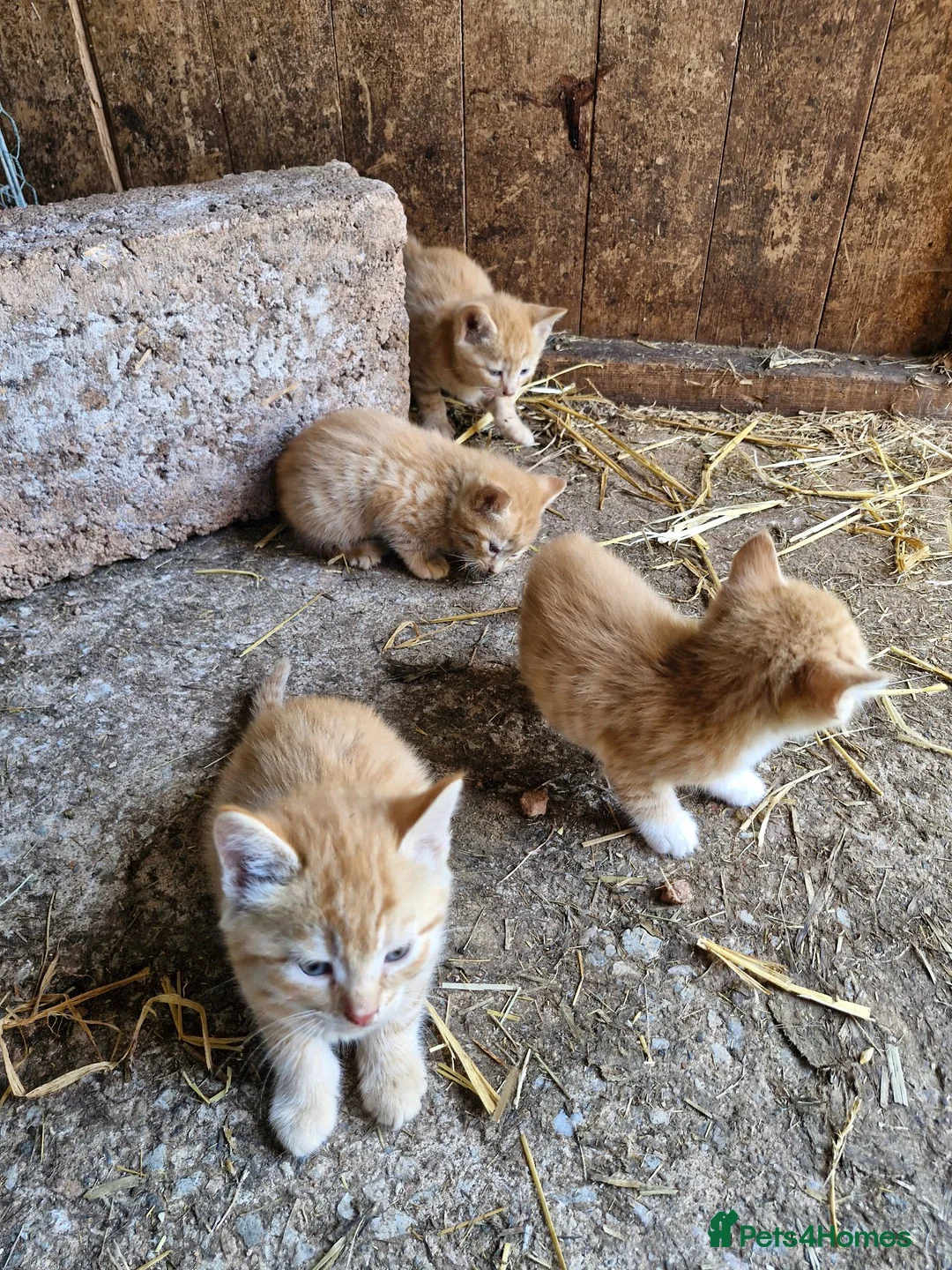Mixed Breed cats for sale: Farm reared kittens  in Cullompton - Advert 2