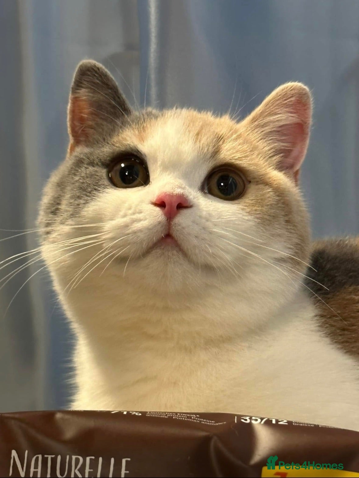 British Shorthair cats Stunning British Shorthair kittens  - Advert 2