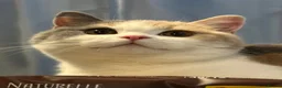 British Shorthair cats for sale: Stunning British Shorthair kittens  - Advert 2