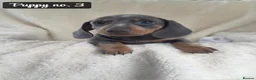Miniature Dachshund dogs for sale: 🐾 Beautiful Mini Dachshund Puppies 🐾 - Advert 9