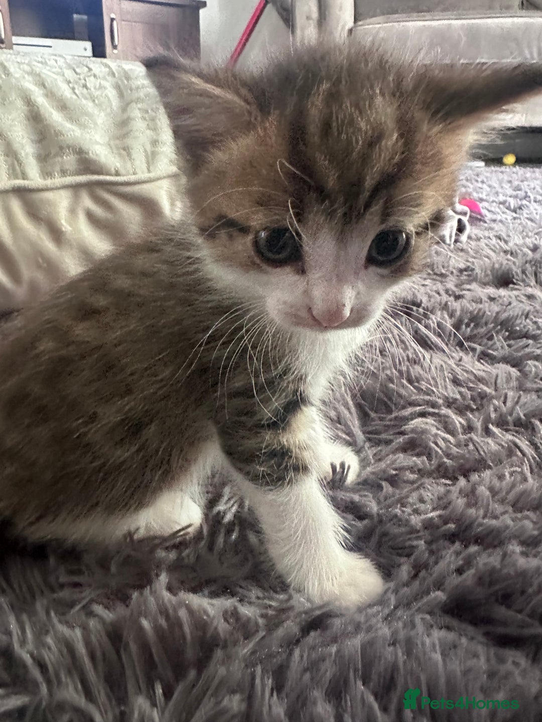 Mixed Breed cats for sale: Beautiful kittens  - Image 6