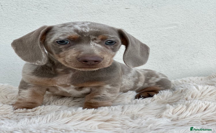 Miniature Dachshund dogs - Advert 12