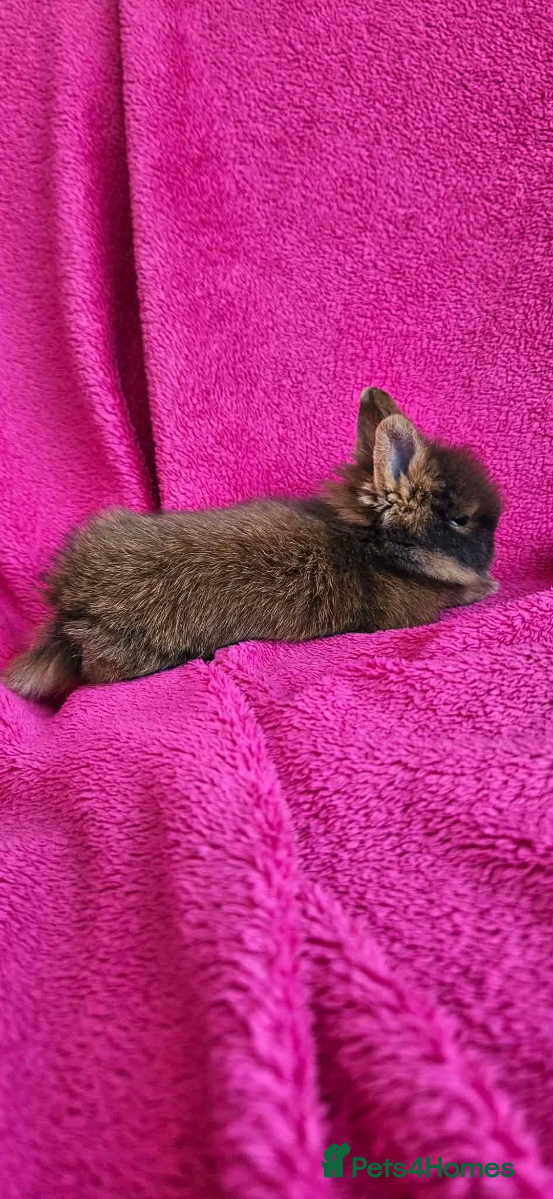 Lionhead rabbits for sale: Adorable Double-Maned Lionhead Rabbit 🐇  - Advert 7
