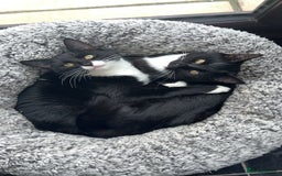 Mixed Breed cats for sale: Pixie and Trixie  - Image 1