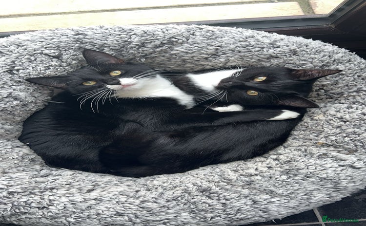 Mixed Breed cats - Advert 15