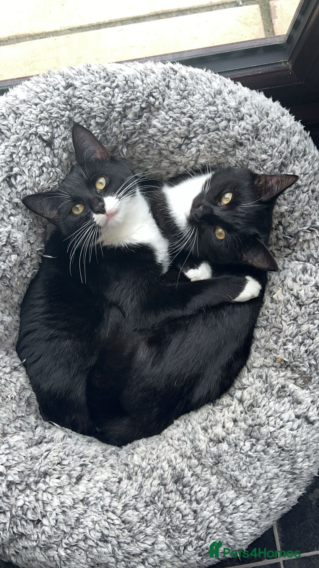 Mixed Breed cats for sale: Pixie and Trixie  - Image 1