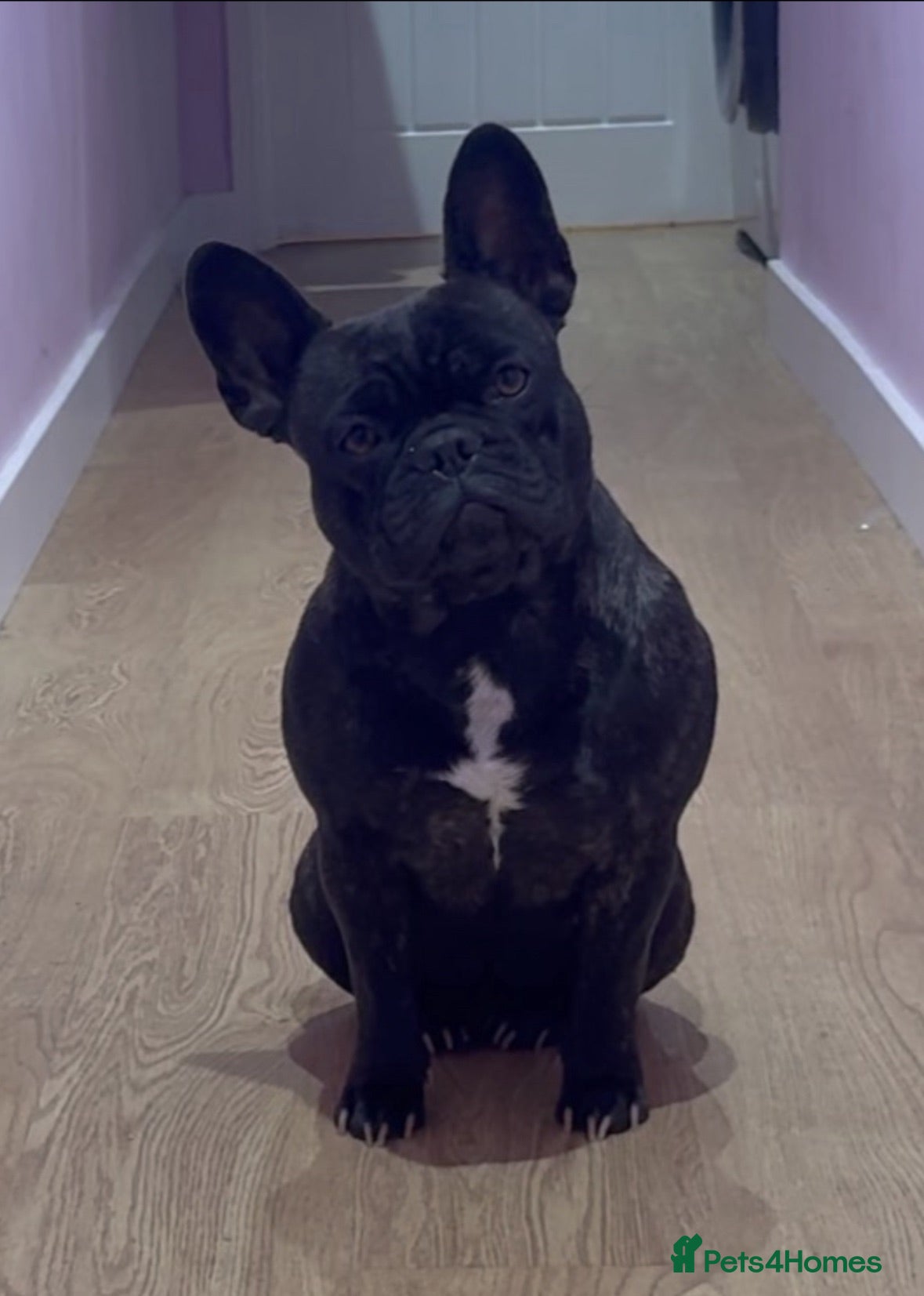 French Bulldog dogs French bulldog pups (rare colours)  - Advert 1