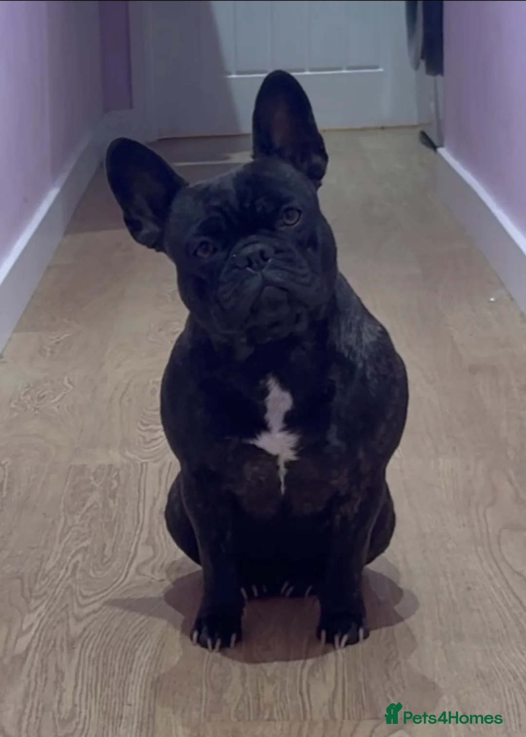 French Bulldog dogs for sale: French bulldog pups (rare colours)  - Advert 1