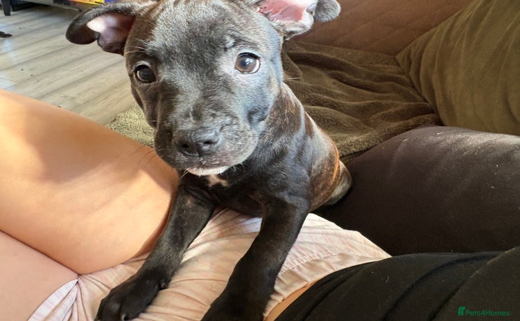 Staffordshire Bull Terrier dogs - Advert 1