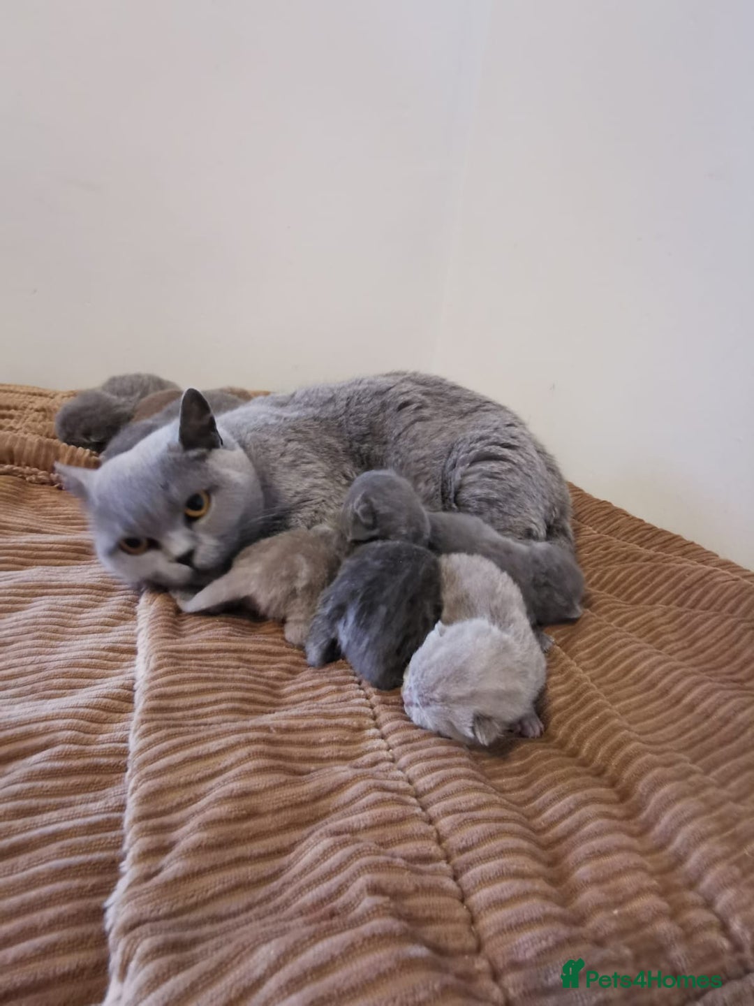 British Shorthair cats for sale: GCCF REGISTERED BRITISH SHORTHAIRED KITTENS - Advert 4