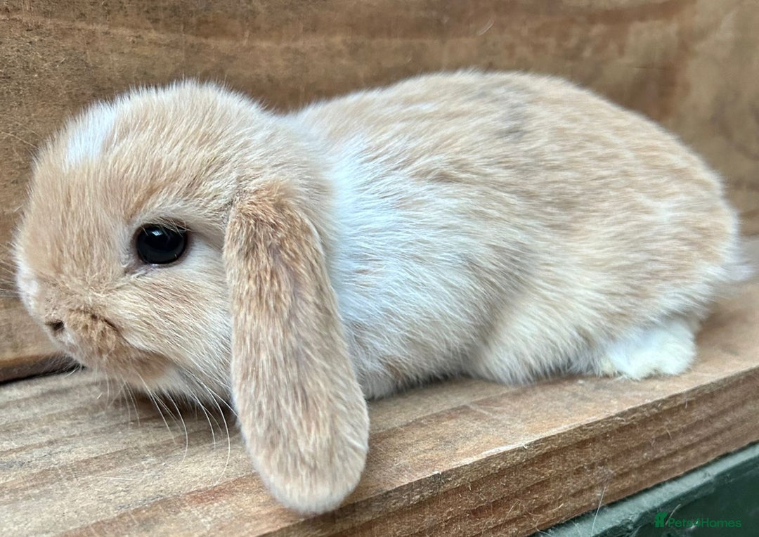 Mini Lop rabbits for sale: MINI LOP BUNNIES / PEDIGREE  - Image 17
