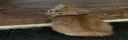 Mixed Breed cats for sale: Two ginger boys  - Advert 2